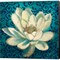 Water Lilly on Teal by Patricia Pinto 24" x 24" Canvas Wall Art